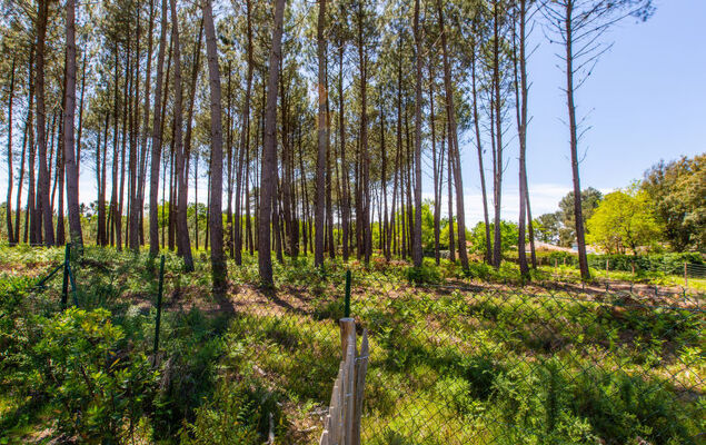 Les Fougères - Photo 28