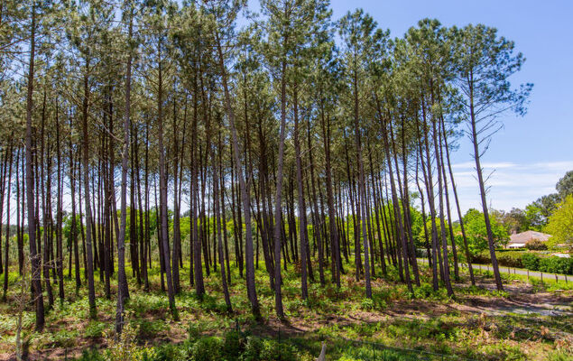 Les Fougères - Photo 29